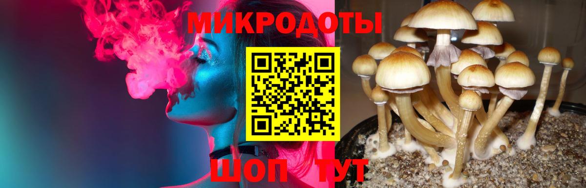 Елец  Псилоцибиновые грибы Psilocybe  Вход с VPN 